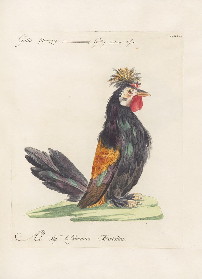 Ornithologia methodice digesta Pl.198 by Saverio Manetti, 1767-1776 — digital art print download