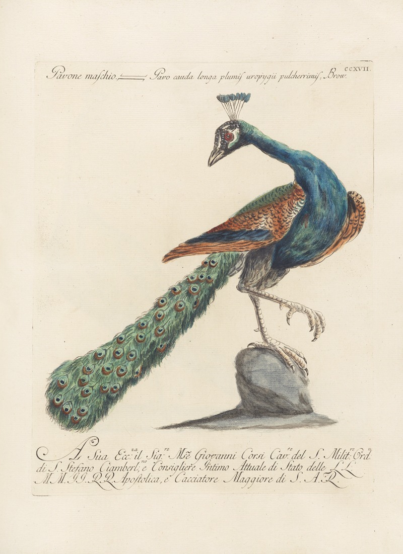 Ornithologia methodice digesta Pl.199 by Saverio Manetti, 1767-1776 — digital art print download
