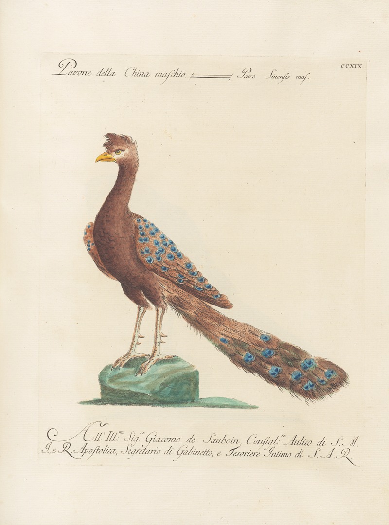 Ornithologia methodice digesta Pl.201 by Saverio Manetti, 1767-1776 — digital art print download