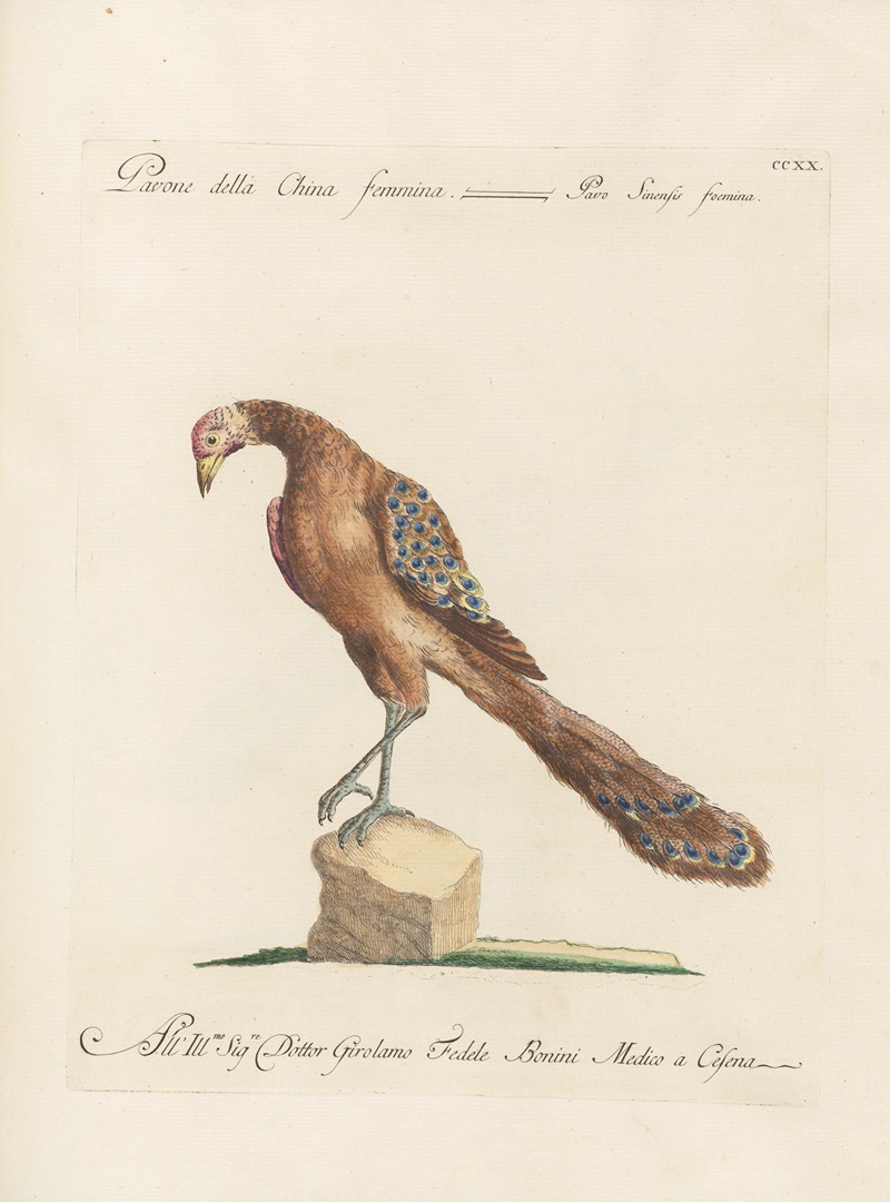 Ornithologia methodice digesta Pl.202 by Saverio Manetti, 1767-1776 — digital art print download