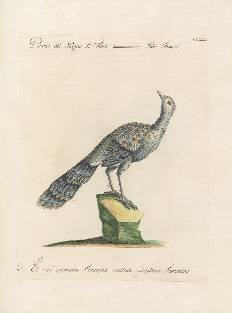 Ornithologia methodice digesta Pl.203 by Saverio Manetti, 1767-1776 — digital art print download