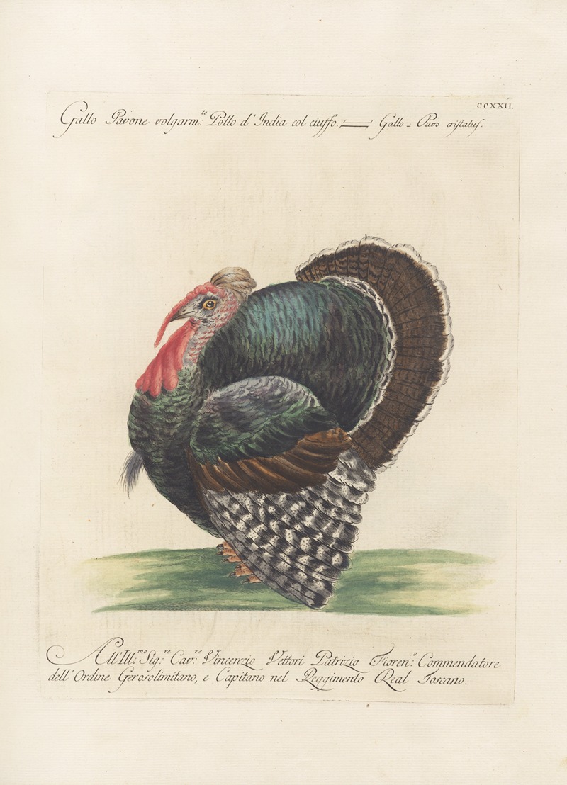 Ornithologia methodice digesta Pl.204 by Saverio Manetti, 1767-1776 — digital art print download