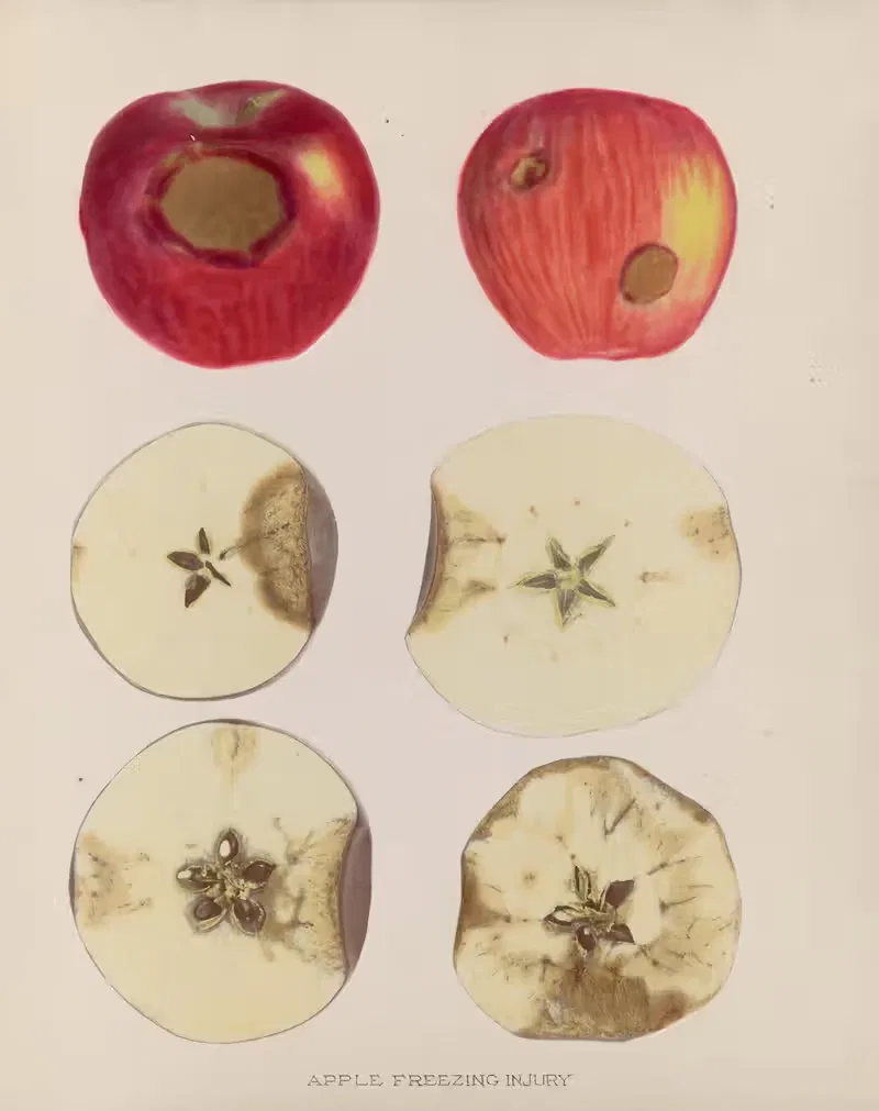 Apple Freezing injury by U.S. Bureau of Plant Industry, 1920 — digital art print download