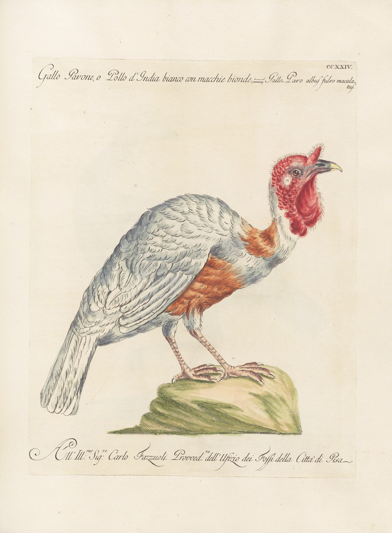 Ornithologia methodice digesta Pl.206 by Saverio Manetti, 1767-1776 — digital art print download