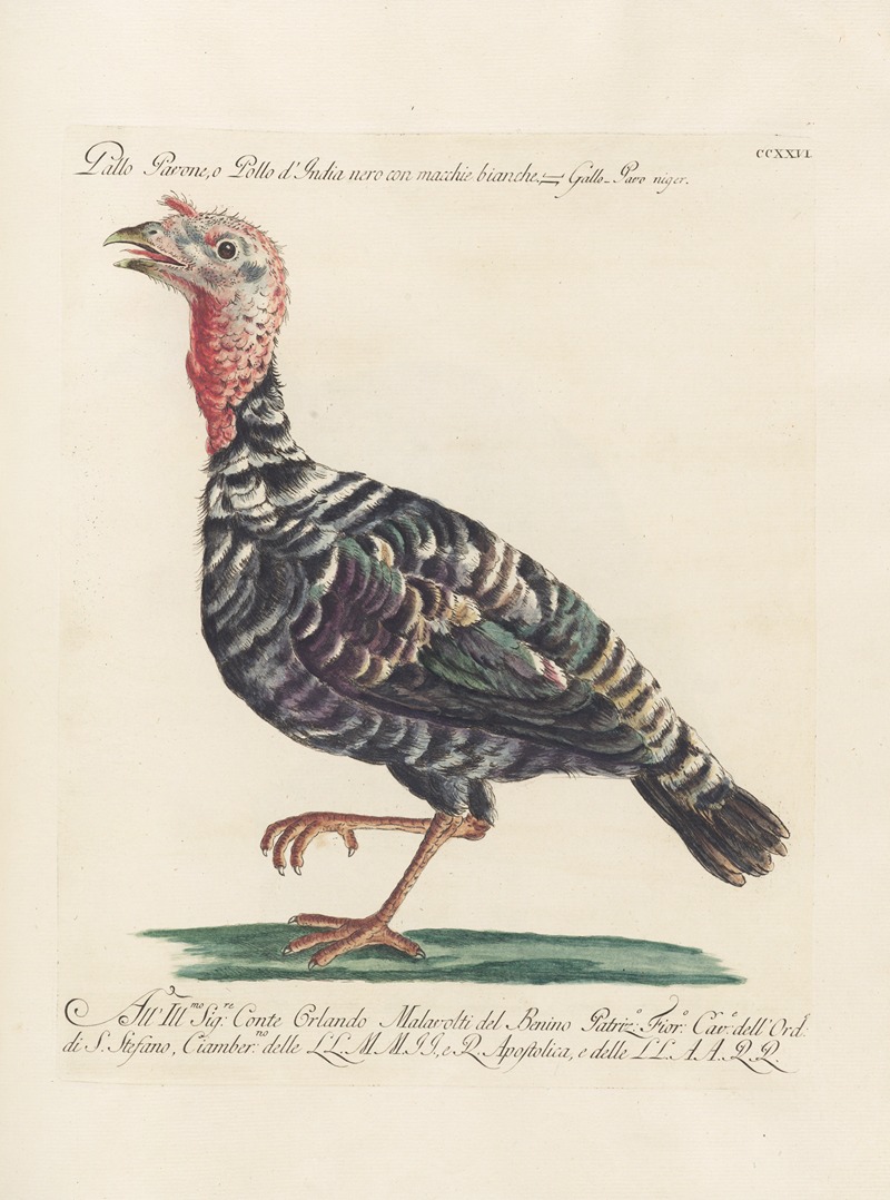 Ornithologia methodice digesta Pl.208 by Saverio Manetti, 1767-1776 — digital art print download