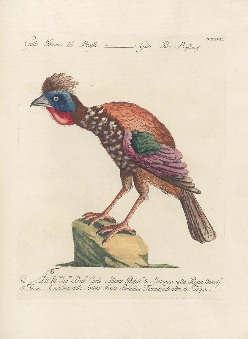 Ornithologia methodice digesta Pl.209 by Saverio Manetti, 1767-1776 — digital art print download