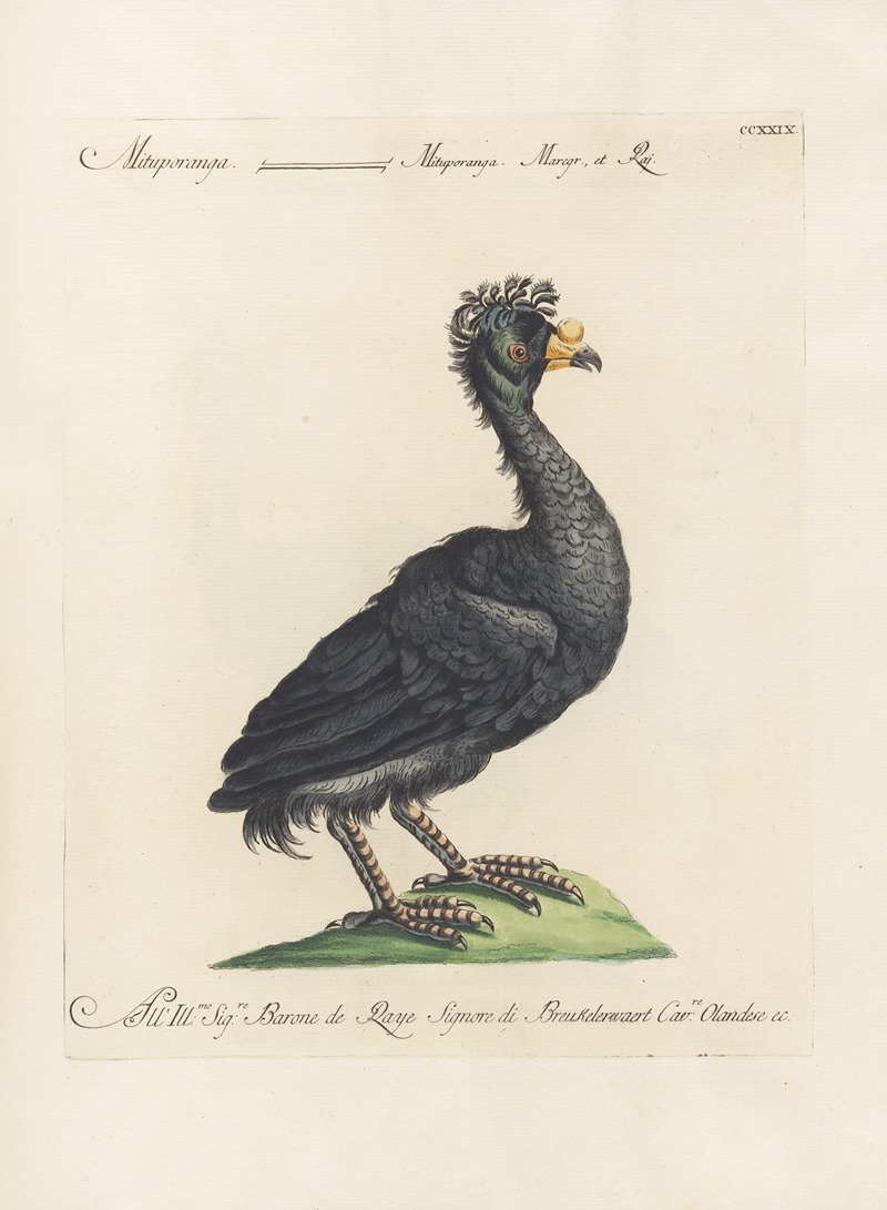 Ornithologia methodice digesta Pl.211 by Saverio Manetti, 1767-1776 — digital art print download