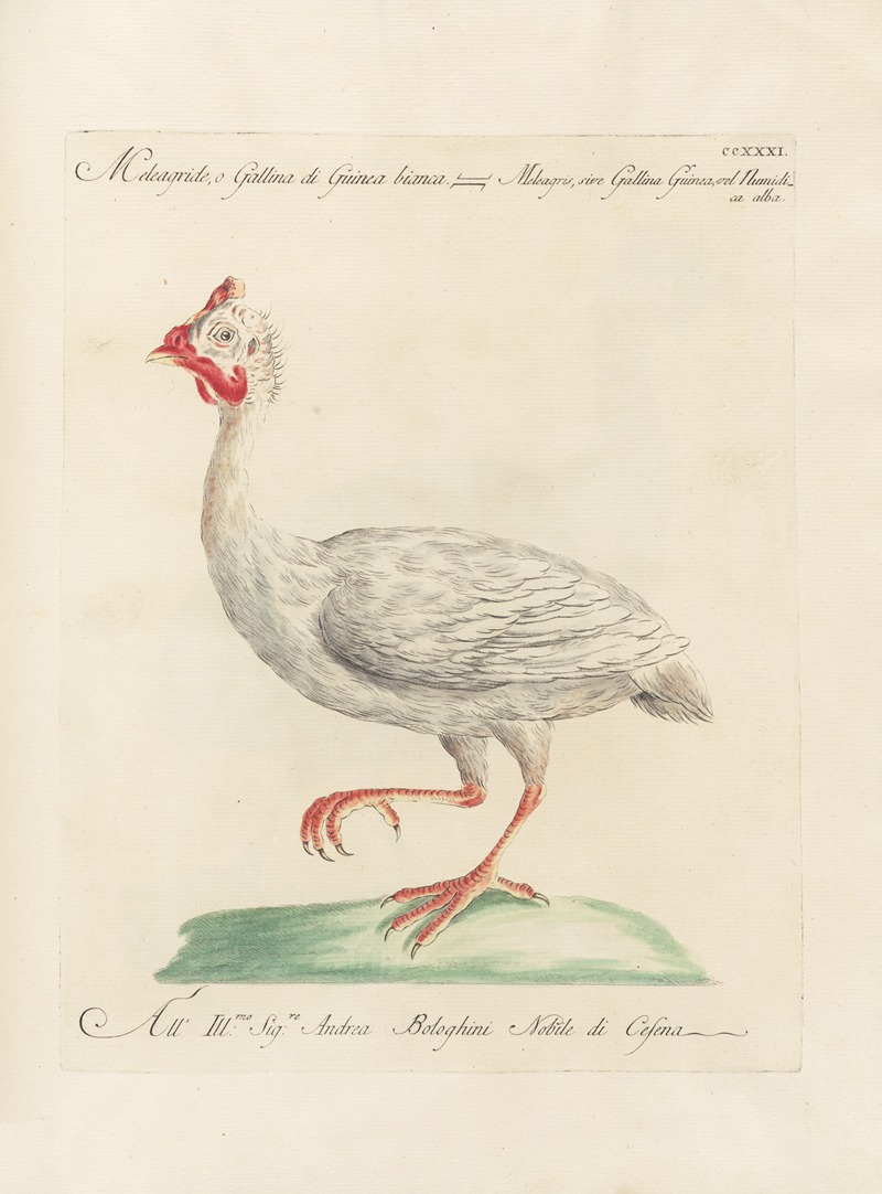 Ornithologia methodice digesta Pl.213 by Saverio Manetti, 1767-1776 — digital art print download