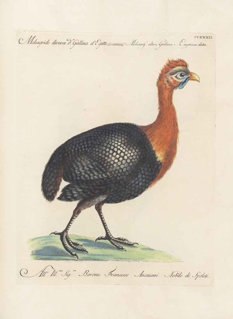 Ornithologia methodice digesta Pl.214 by Saverio Manetti, 1767-1776 — digital art print download