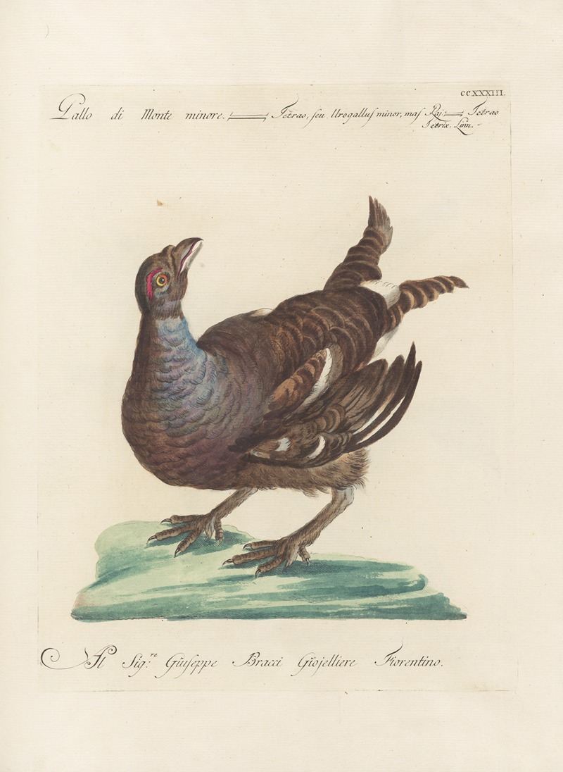 Ornithologia methodice digesta Pl.215 by Saverio Manetti, 1767-1776 — digital art print download