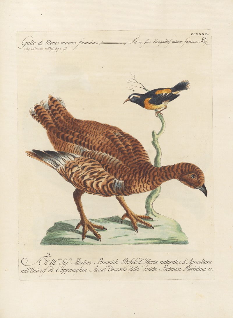 Ornithologia methodice digesta Pl.216 by Saverio Manetti, 1767-1776 — digital art print download
