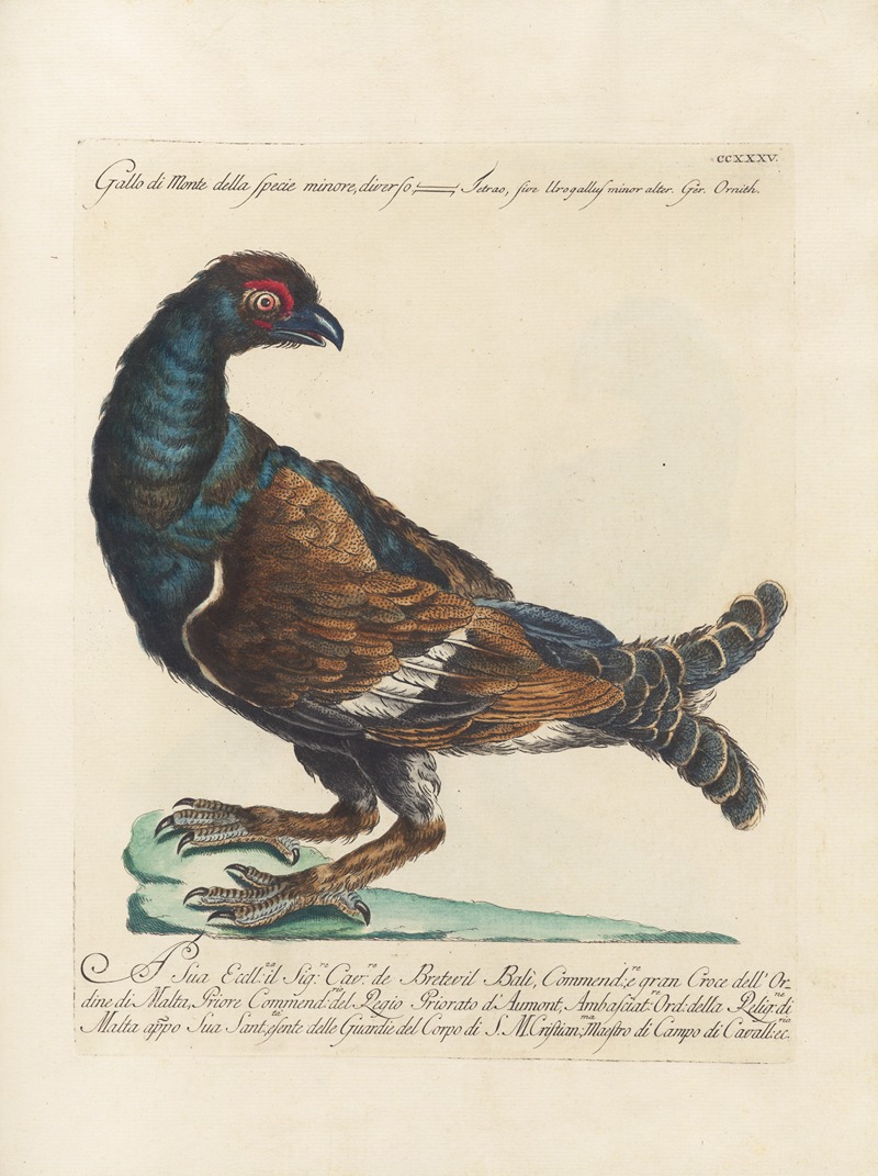 Ornithologia methodice digesta Pl.217 by Saverio Manetti, 1767-1776 — digital art print download