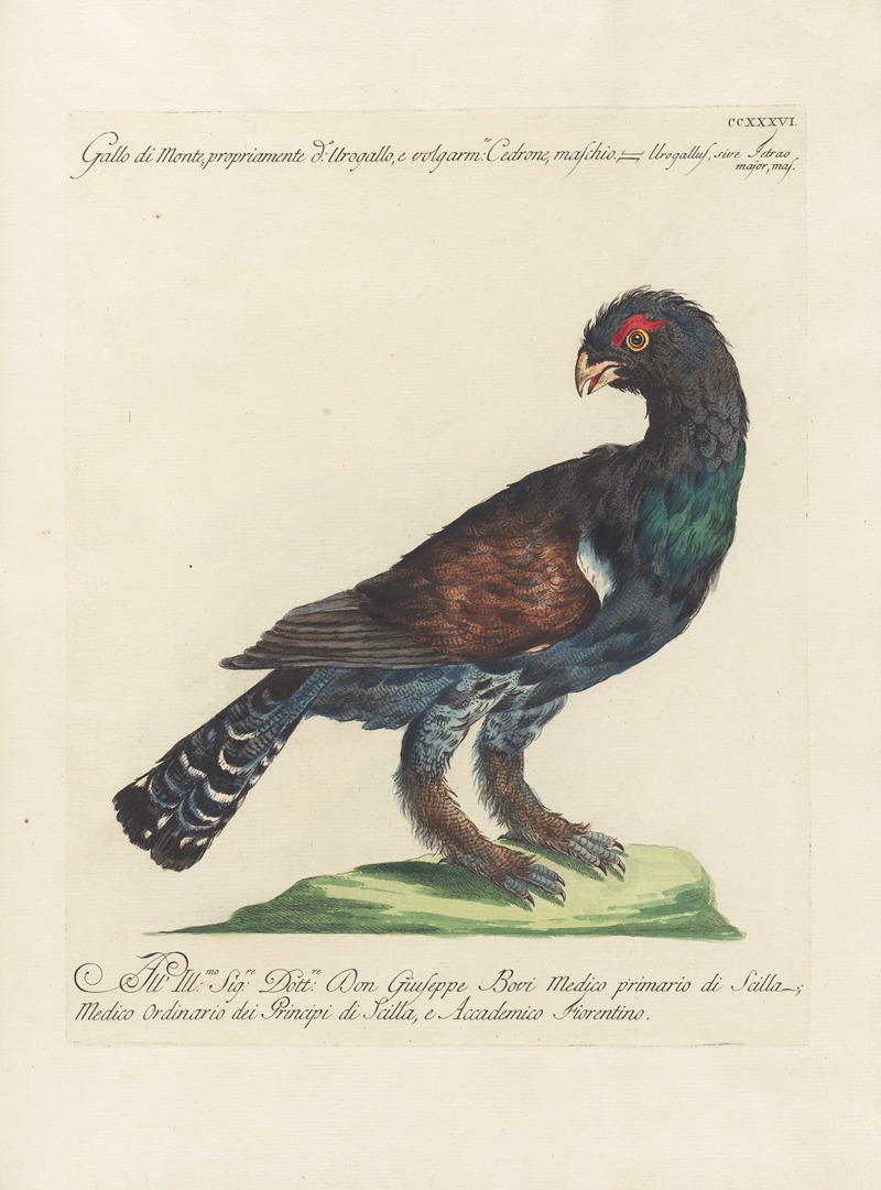 Ornithologia methodice digesta Pl.218 by Saverio Manetti, 1767-1776 — digital art print download