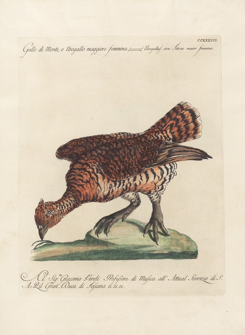 Ornithologia methodice digesta Pl.219 by Saverio Manetti, 1767-1776 — digital art print download