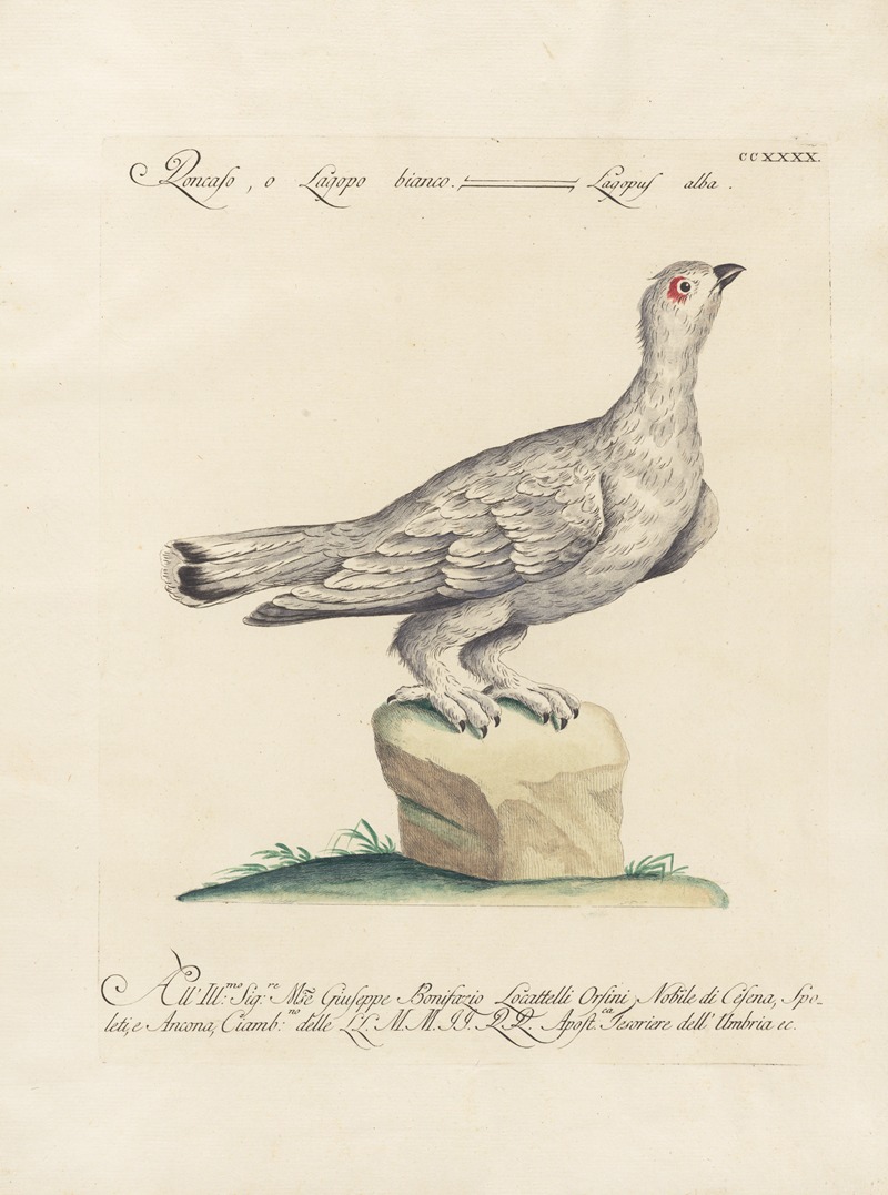 Ornithologia methodice digesta Pl.222 by Saverio Manetti, 1767-1776 — digital art print download