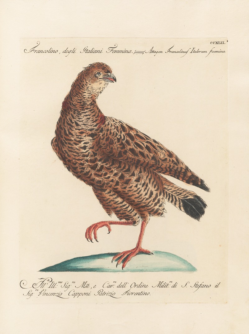 Ornithologia methodice digesta Pl.224 by Saverio Manetti, 1767-1776 — digital art print download