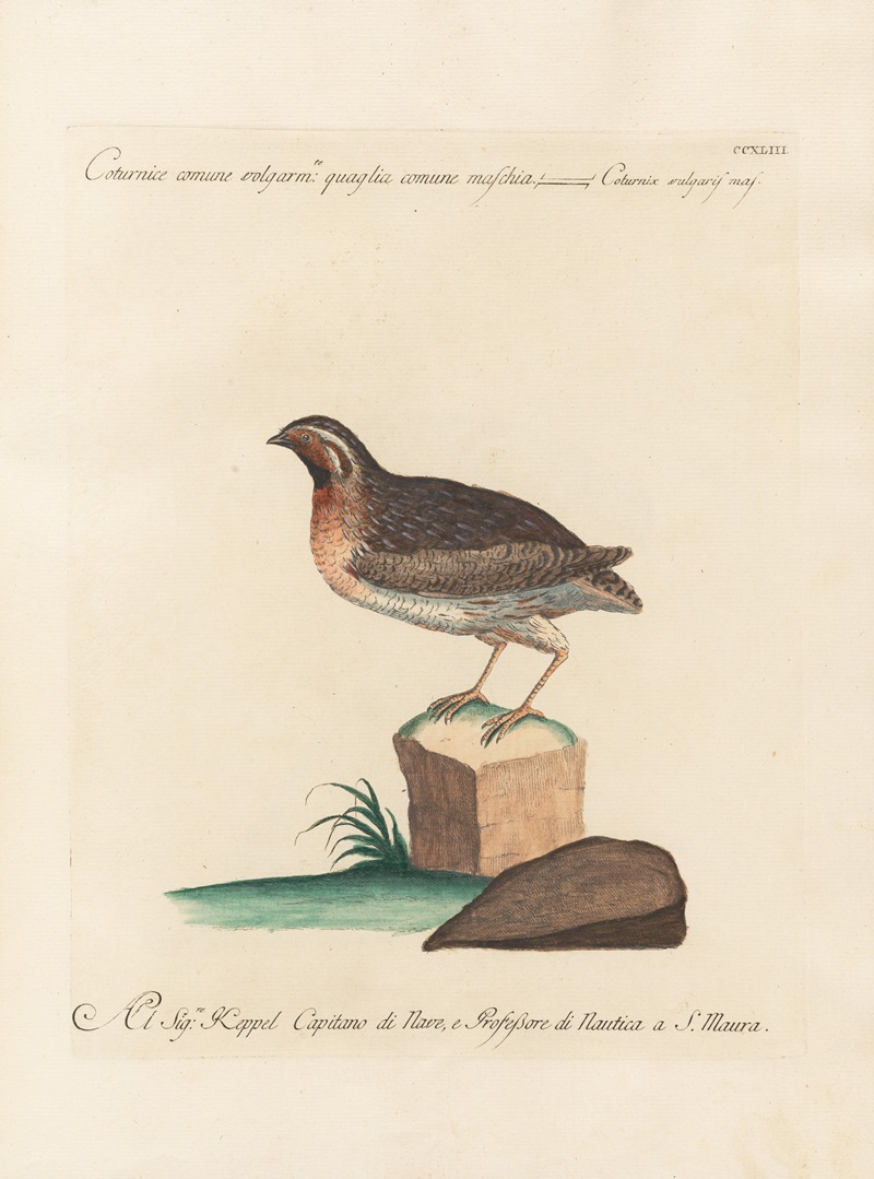 Ornithologia methodice digesta Pl.225 by Saverio Manetti, 1767-1776 — digital art print download