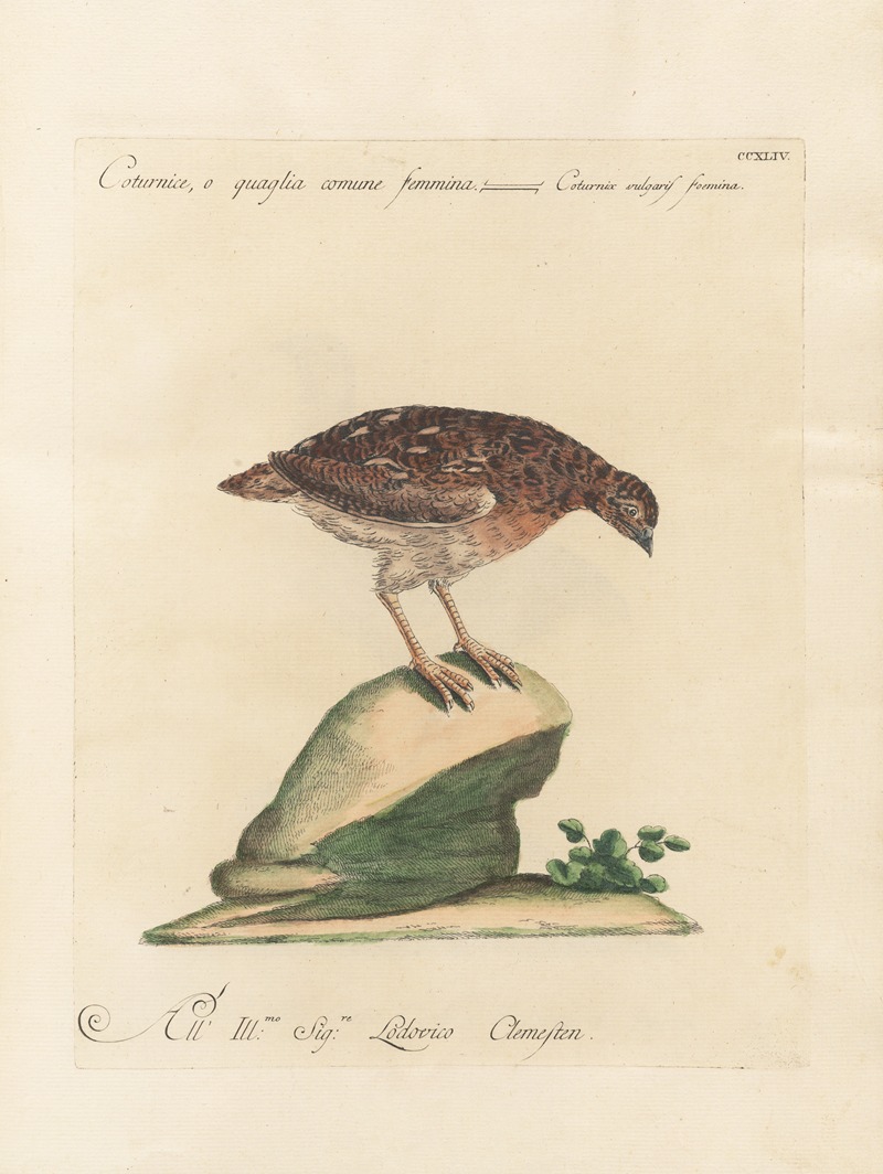 Ornithologia methodice digesta Pl.226 by Saverio Manetti, 1767-1776 — digital art print download