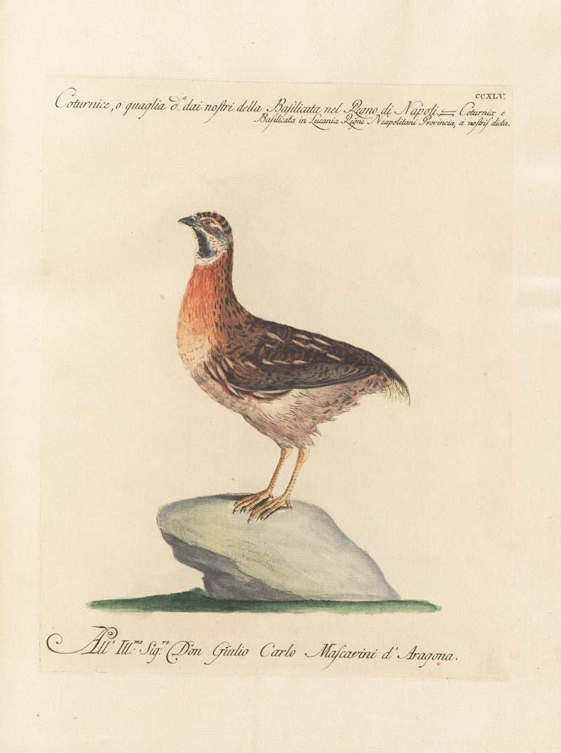 Ornithologia methodice digesta Pl.227 by Saverio Manetti, 1767-1776 — digital art print download