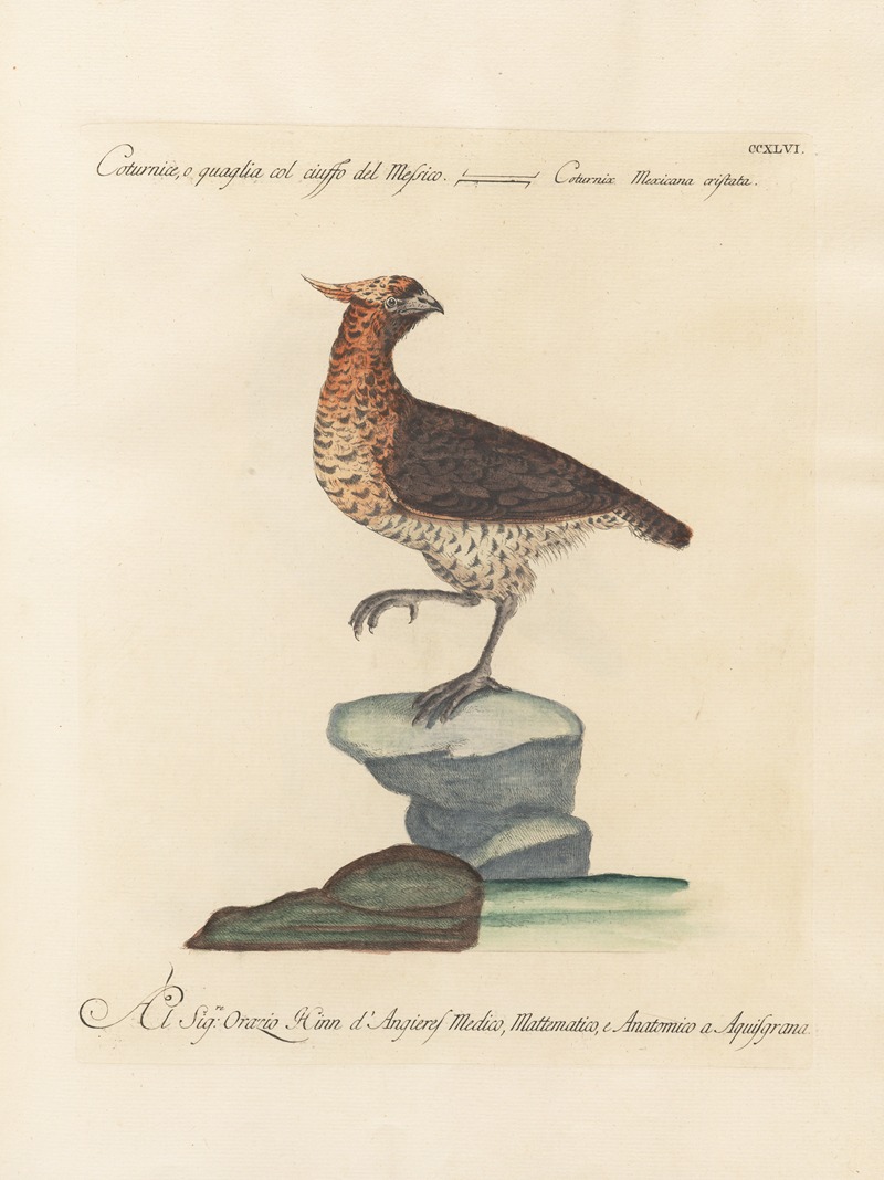 Ornithologia methodice digesta Pl.228 by Saverio Manetti, 1767-1776 — digital art print download