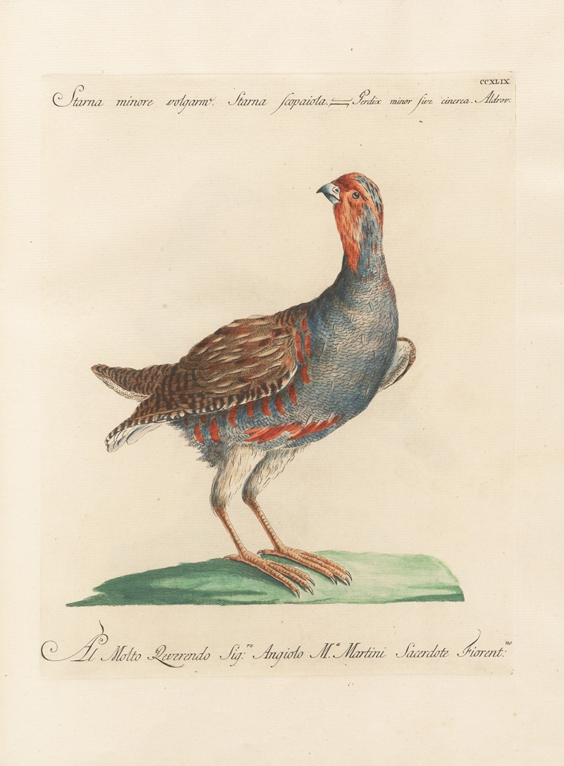 Ornithologia methodice digesta Pl.231 by Saverio Manetti, 1767-1776 — digital art print download