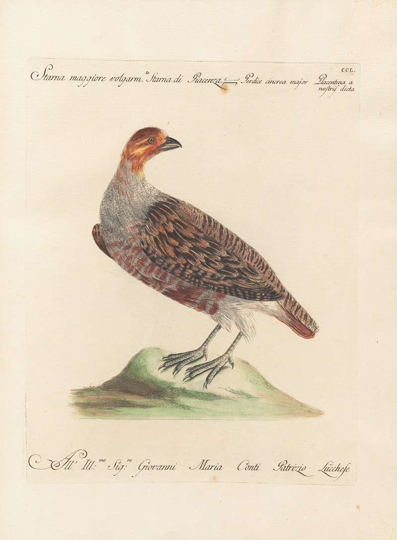 Ornithologia methodice digesta Pl.232 by Saverio Manetti, 1767-1776 — digital art print download