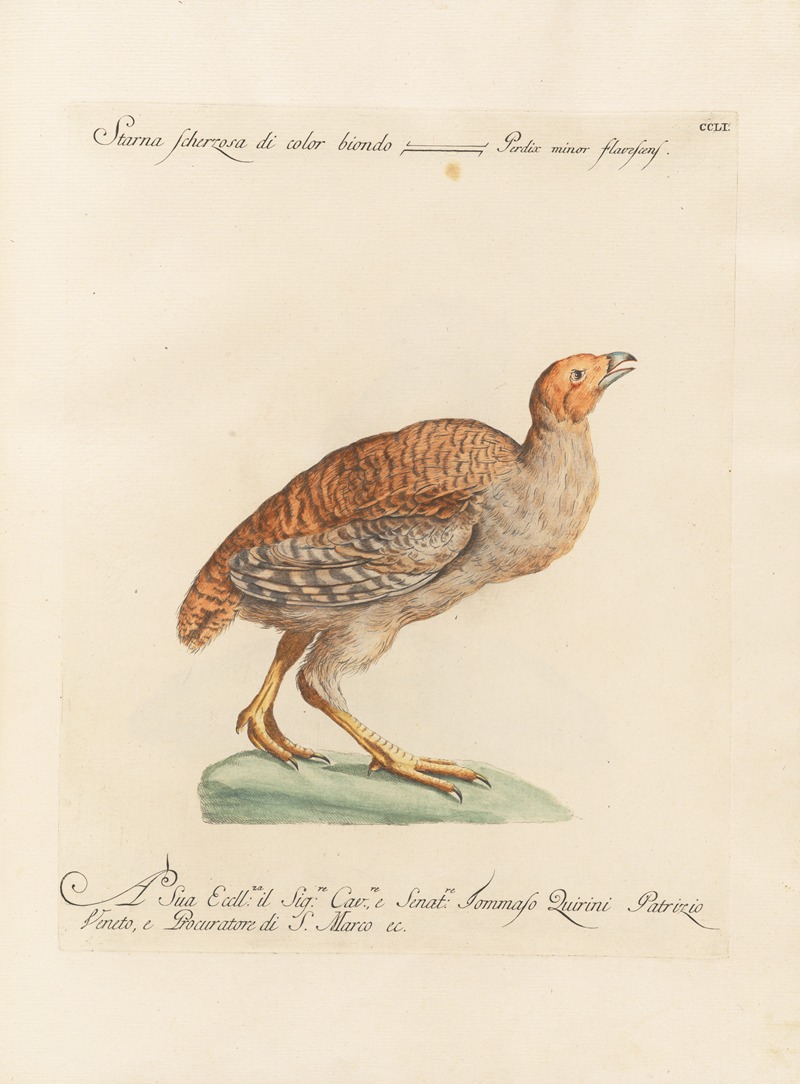 Ornithologia methodice digesta Pl.233 by Saverio Manetti, 1767-1776 — digital art print download