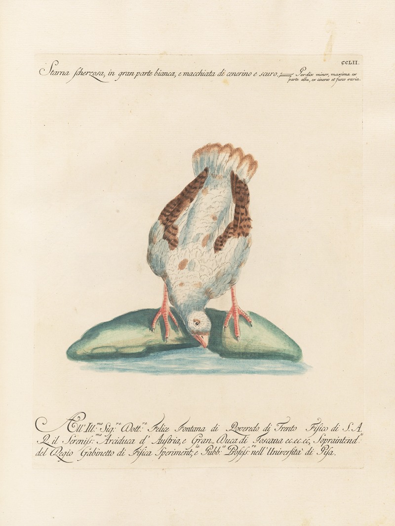 Ornithologia methodice digesta Pl.234 by Saverio Manetti, 1767-1776 — digital art print download