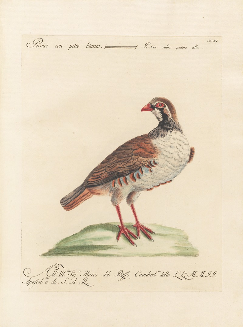 Ornithologia methodice digesta Pl.236 by Saverio Manetti, 1767-1776 — digital art print download