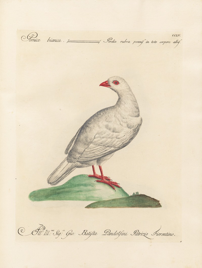 Ornithologia methodice digesta Pl.237 by Saverio Manetti, 1767-1776 — digital art print download