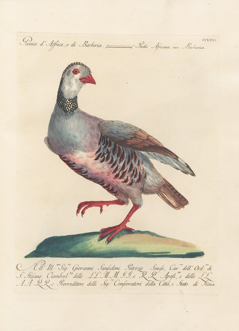Ornithologia methodice digesta Pl.239 by Saverio Manetti, 1767-1776 — digital art print download