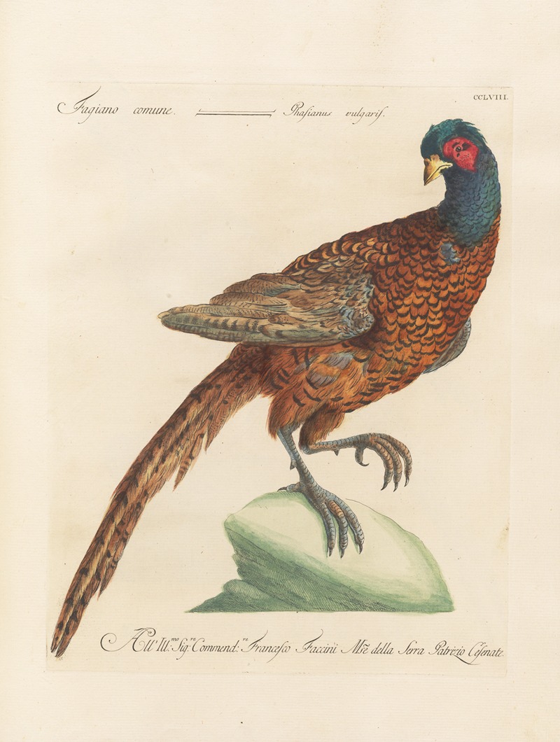Ornithologia methodice digesta Pl.240 by Saverio Manetti, 1767-1776 — digital art print download