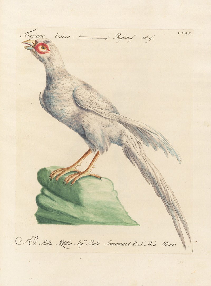 Ornithologia methodice digesta Pl.241 by Saverio Manetti, 1767-1776 — digital art print download