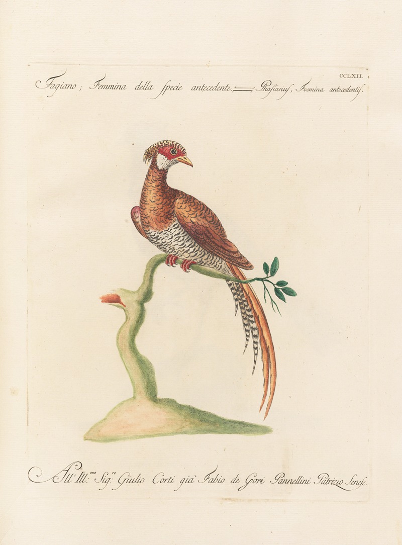 Ornithologia methodice digesta Pl.244 by Saverio Manetti, 1767-1776 — digital art print download