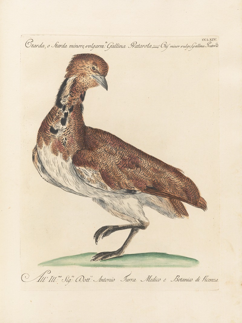 Ornithologia methodice digesta Pl.246 by Saverio Manetti, 1767-1776 — digital art print download