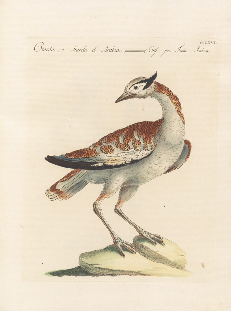 Ornithologia methodice digesta Pl.248 by Saverio Manetti, 1767-1776 — digital art print download