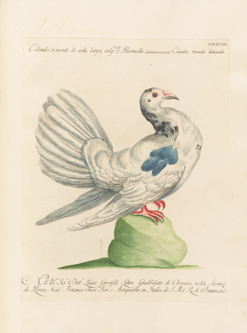 Ornithologia methodice digesta Pl.250 by Saverio Manetti, 1767-1776 — digital art print download