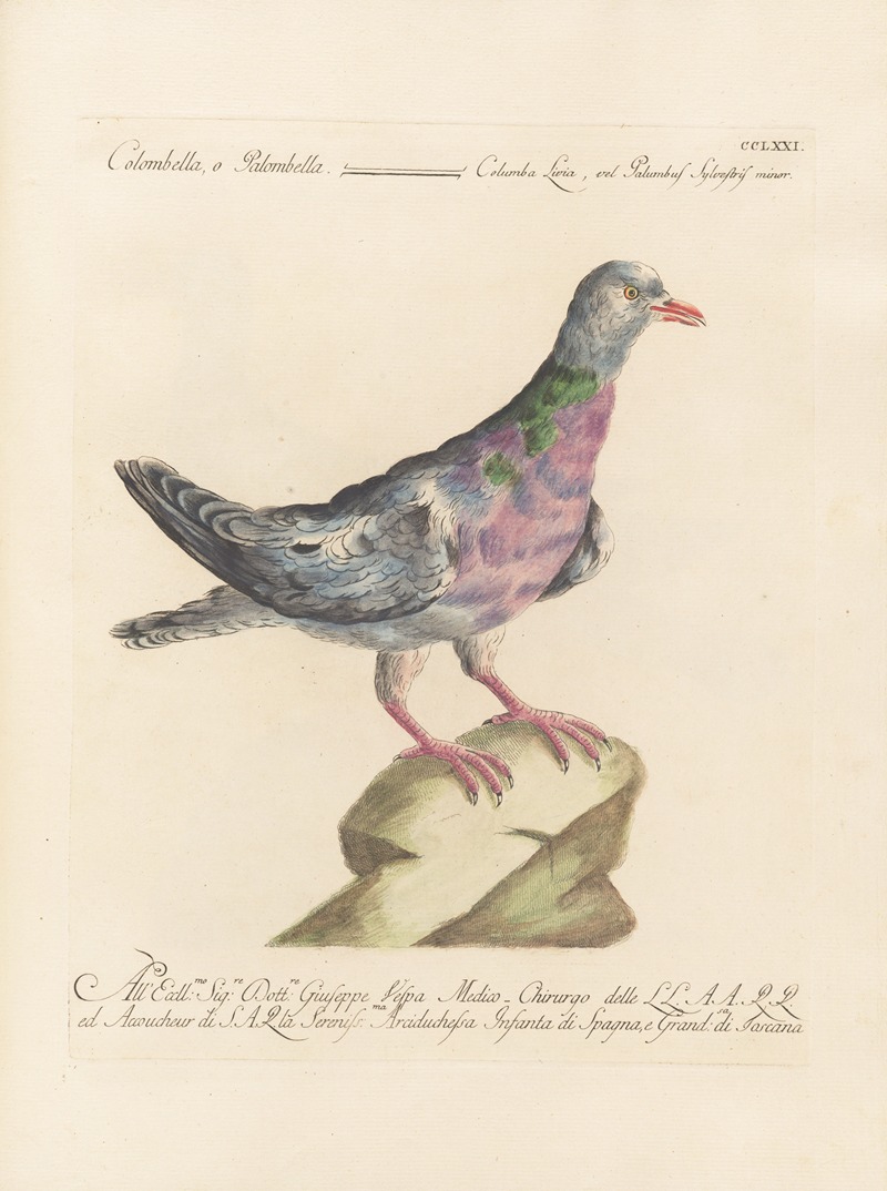 Ornithologia methodice digesta Pl.253 by Saverio Manetti, 1767-1776 — digital art print download