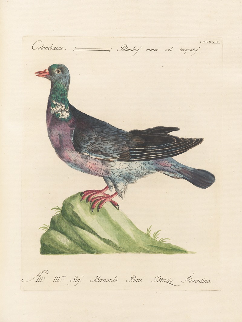 Ornithologia methodice digesta Pl.254 by Saverio Manetti, 1767-1776 — digital art print download