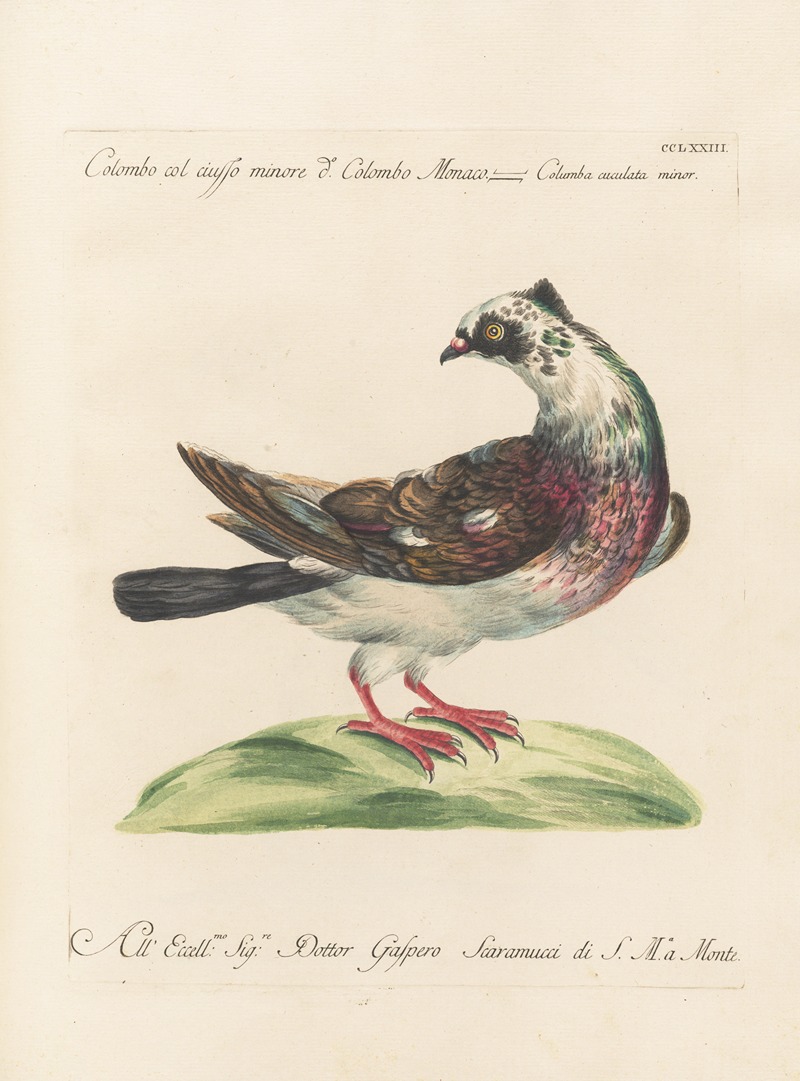Ornithologia methodice digesta Pl.255 by Saverio Manetti, 1767-1776 — digital art print download