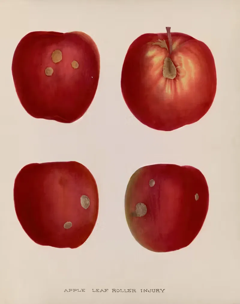 Apple Leaf roller injury by U.S. Bureau of Plant Industry, 1920 — digital art print download