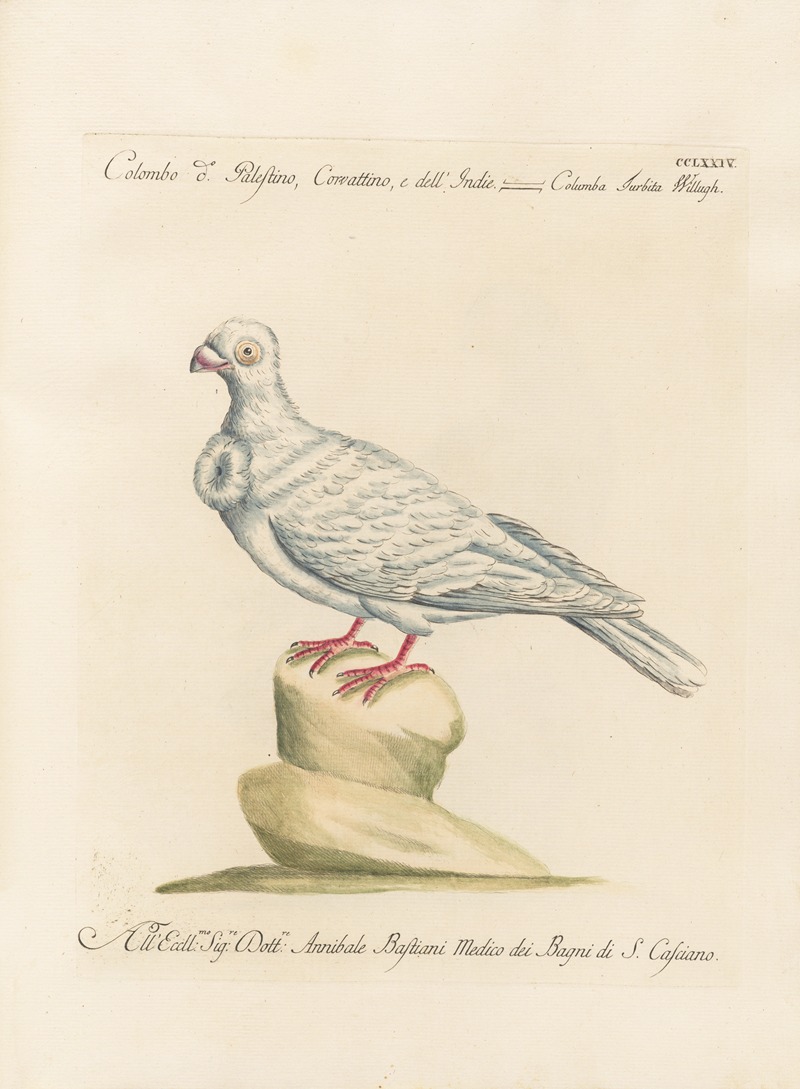 Ornithologia methodice digesta Pl.256 by Saverio Manetti, 1767-1776 — digital art print download