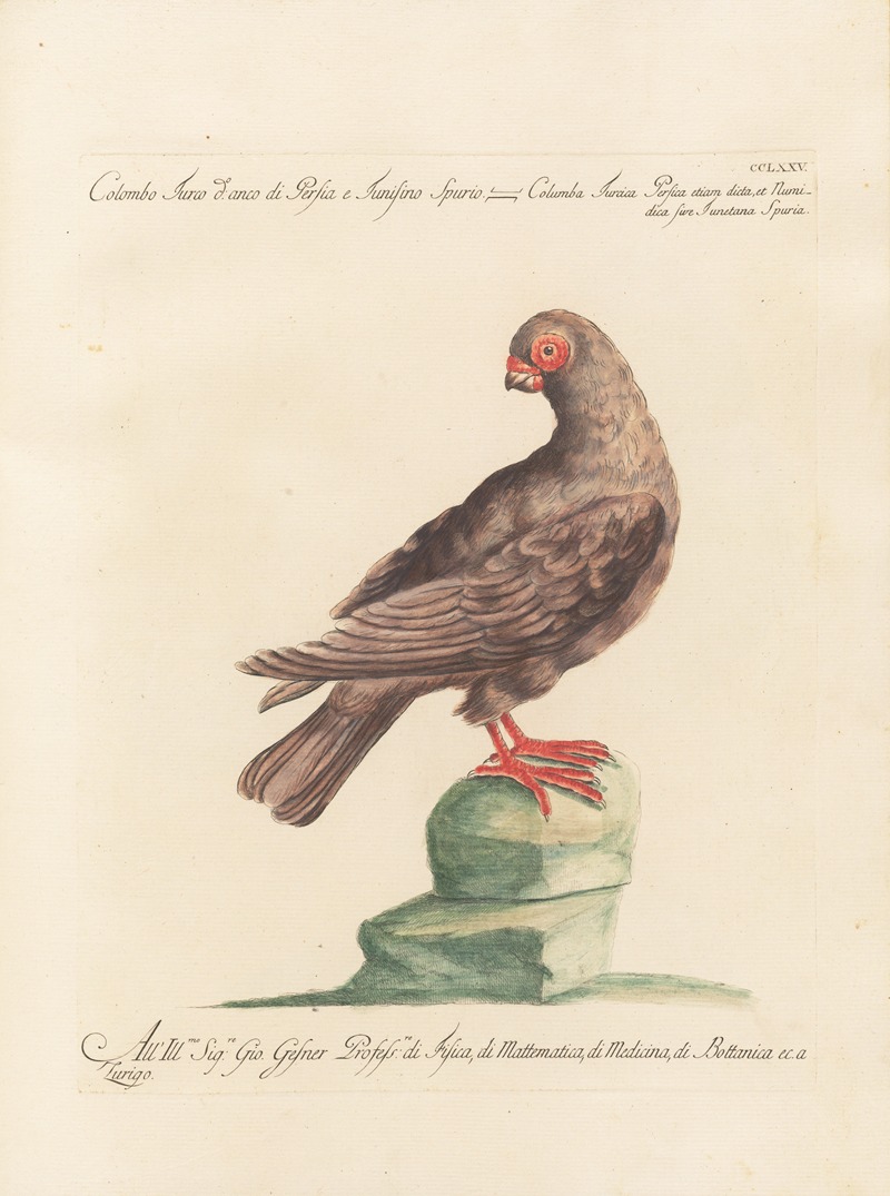 Ornithologia methodice digesta Pl.257 by Saverio Manetti, 1767-1776 — digital art print download