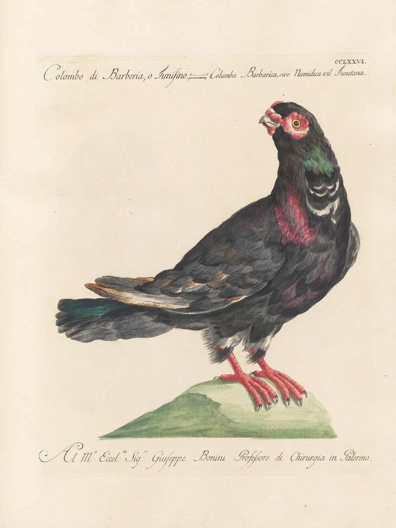 Ornithologia methodice digesta Pl.258 by Saverio Manetti, 1767-1776 — digital art print download