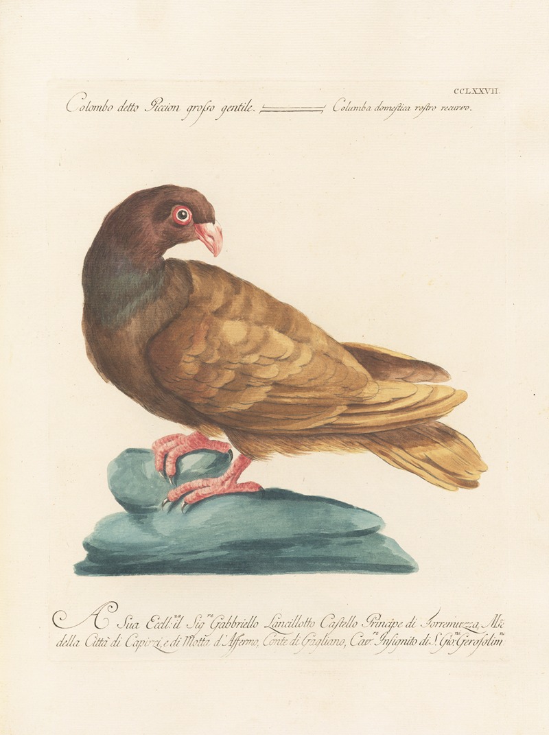 Ornithologia methodice digesta Pl.259 by Saverio Manetti, 1767-1776 — digital art print download