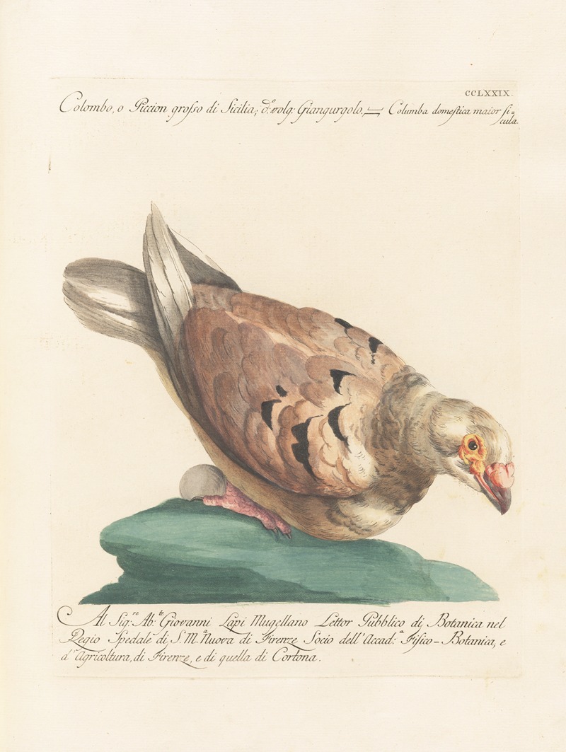 Ornithologia methodice digesta Pl.261 by Saverio Manetti, 1767-1776 — digital art print download