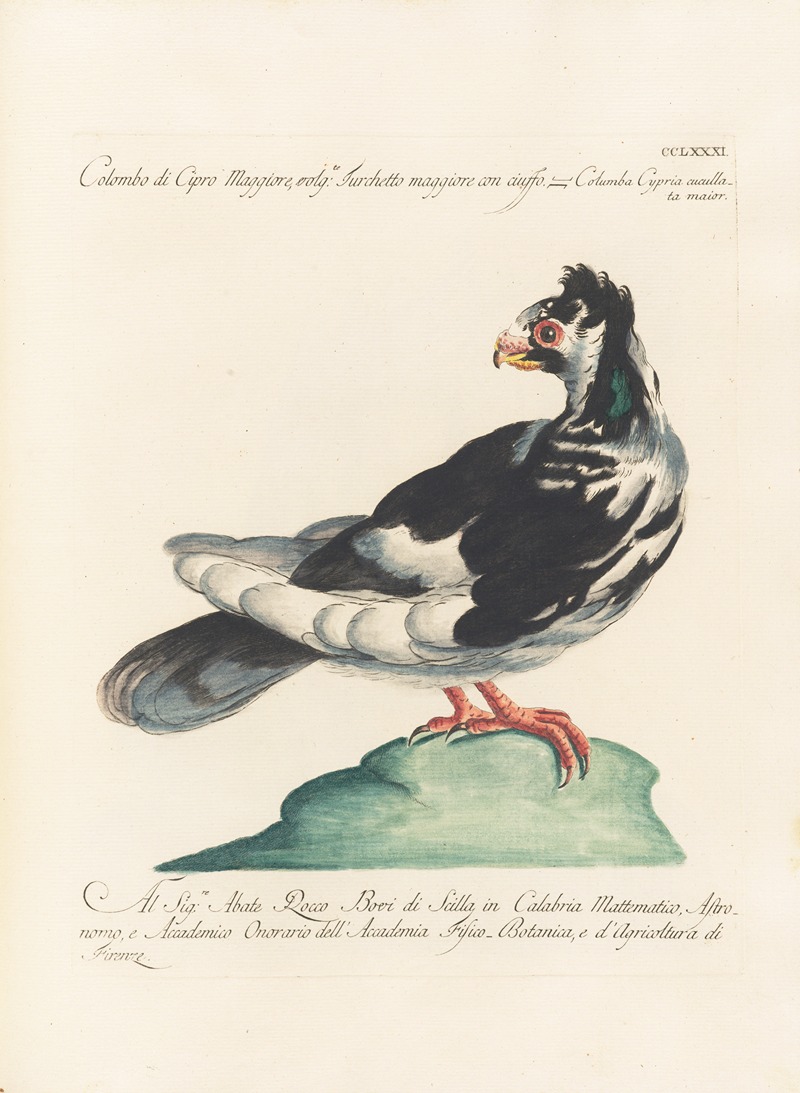 Ornithologia methodice digesta Pl.263 by Saverio Manetti, 1767-1776 — digital art print download