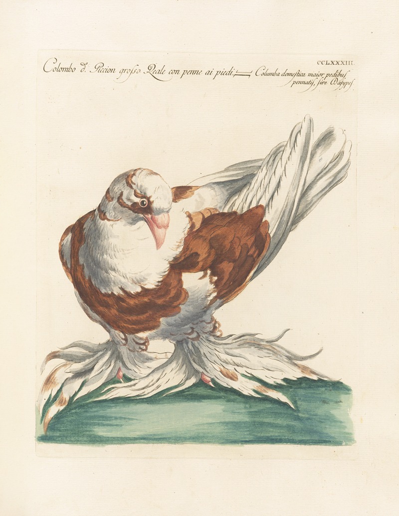 Ornithologia methodice digesta Pl.265 by Saverio Manetti, 1767-1776 — digital art print download
