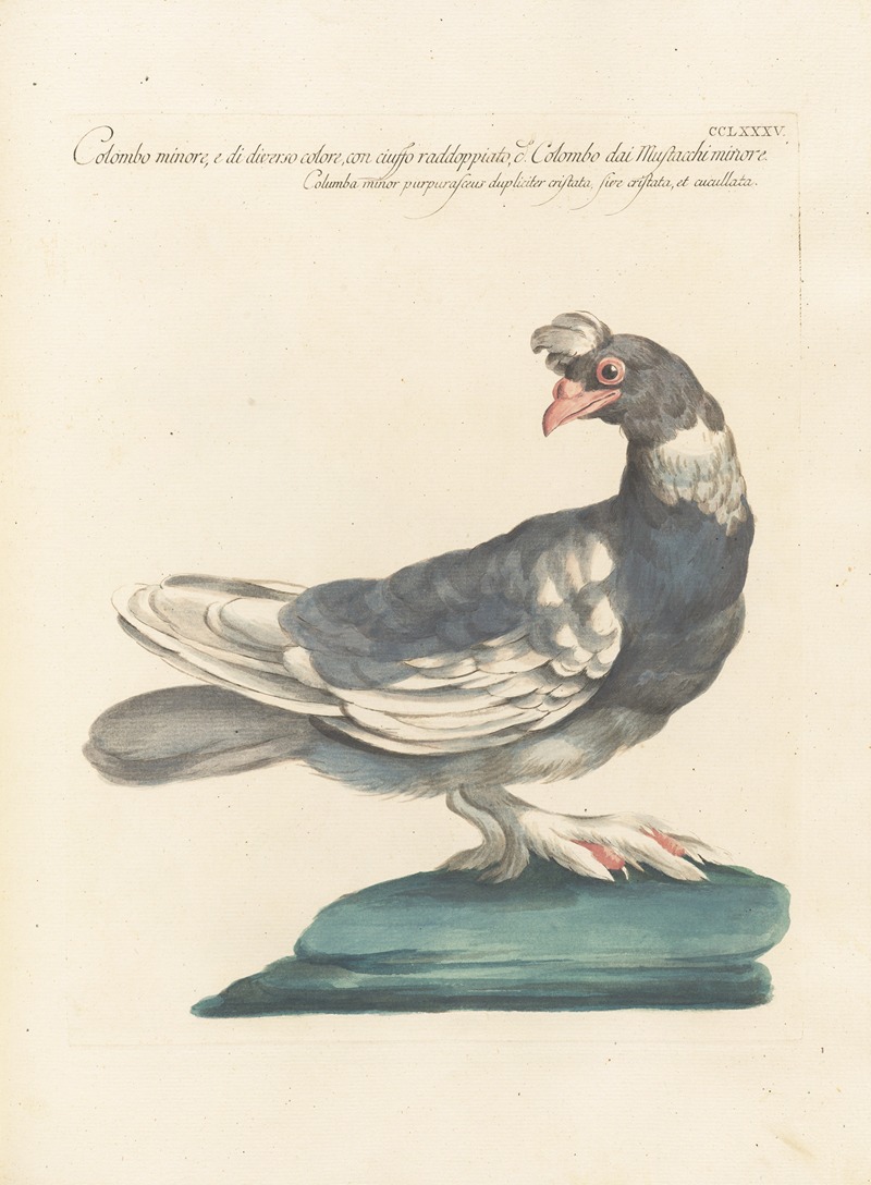 Ornithologia methodice digesta Pl.267 by Saverio Manetti, 1767-1776 — digital art print download