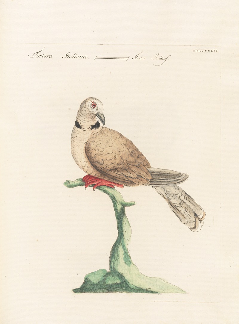 Ornithologia methodice digesta Pl.269 by Saverio Manetti, 1767-1776 — digital art print download